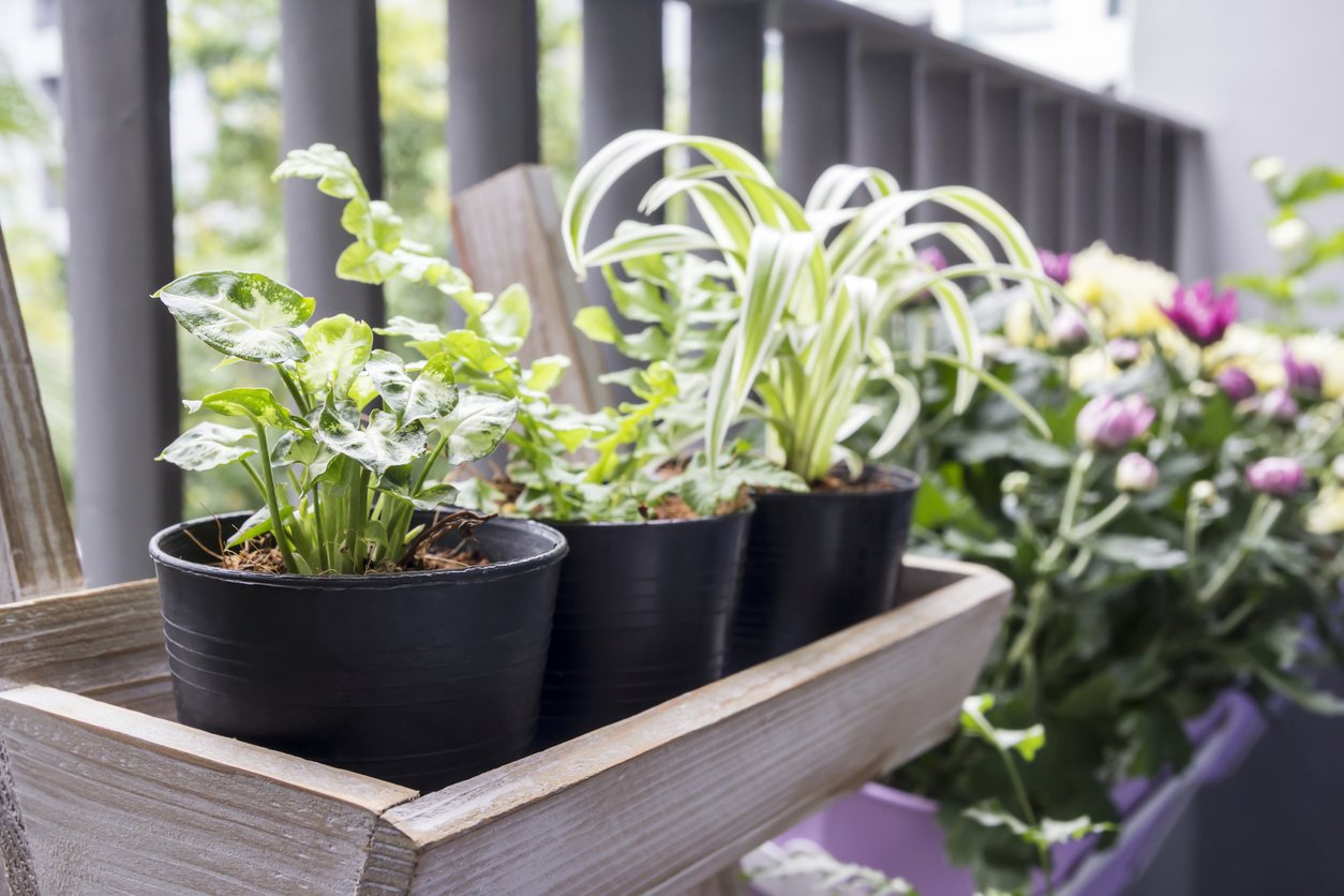 Jardin de una vivienda