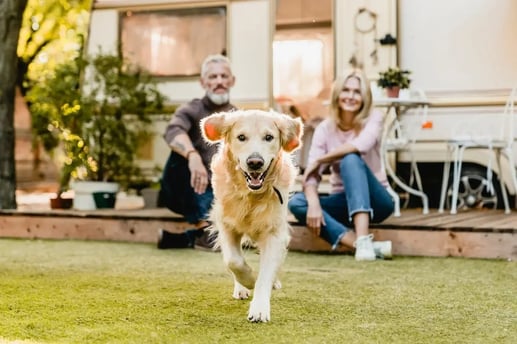 Perro en el jardín de una casa